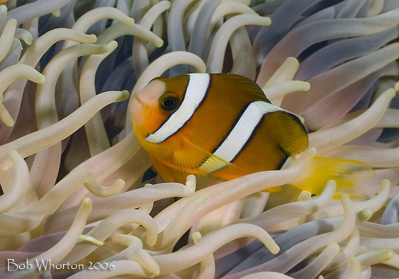 Anemonefish