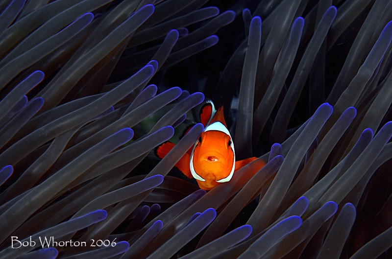 Anemonefish