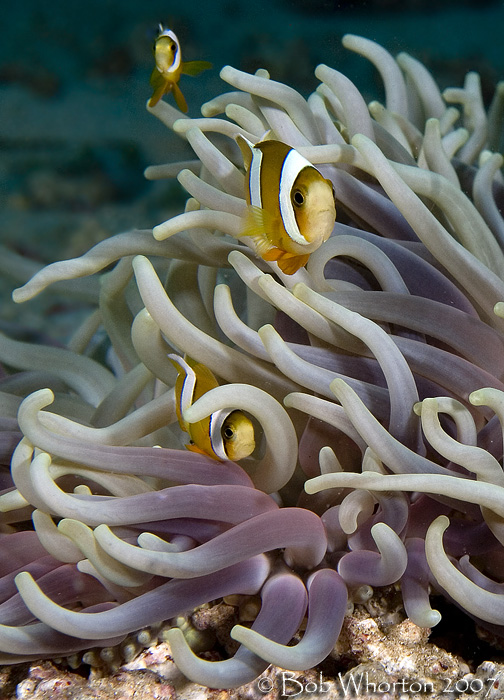 Anemonefish