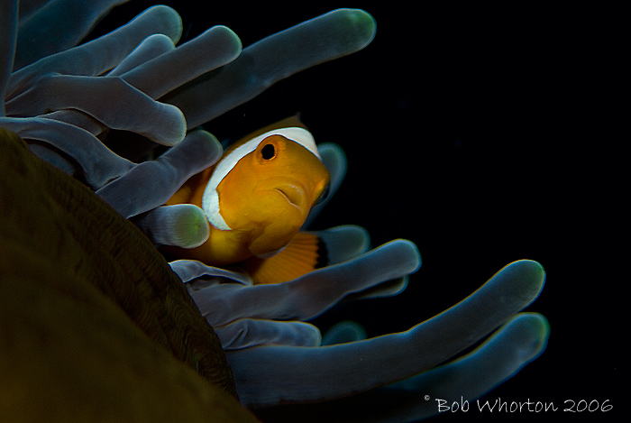 Anemonefish