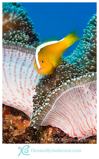 Anemonefish