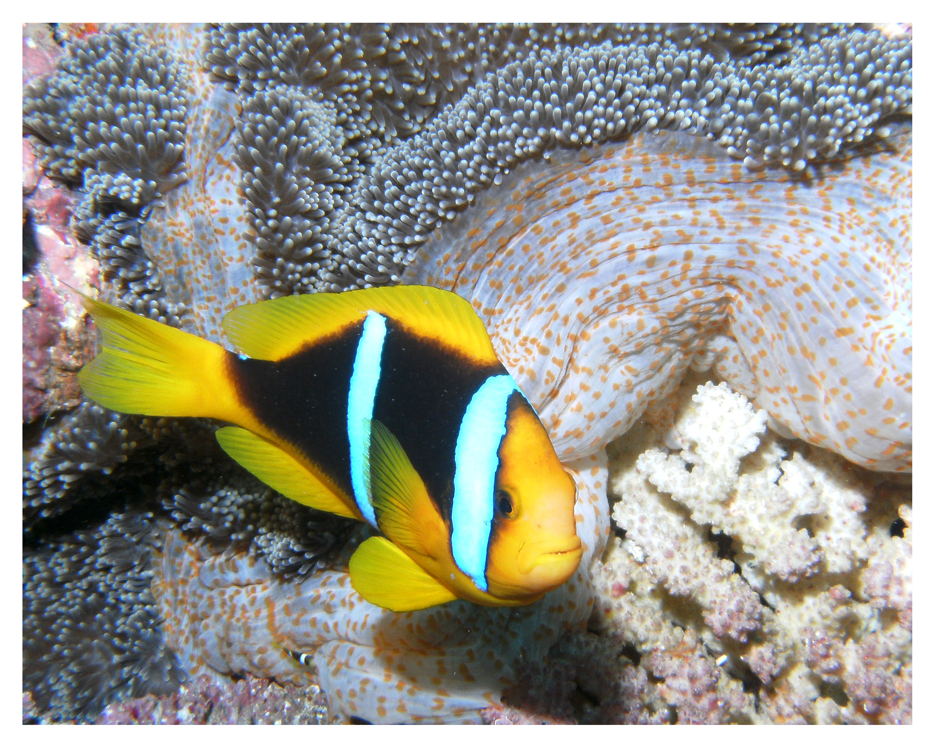AnemoneFish1