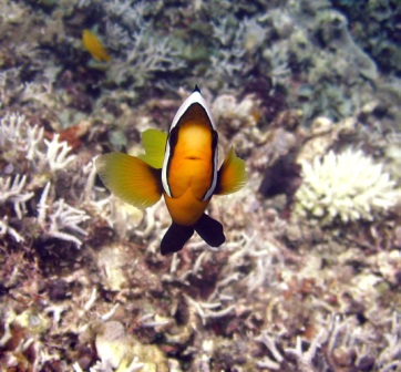 anemonefish41