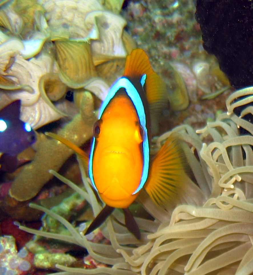 anemonefish7