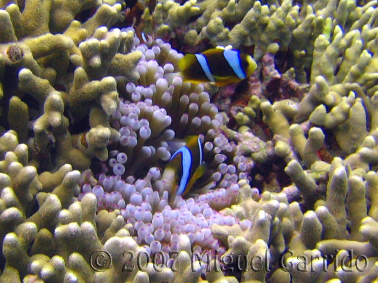 Anemonefish_GREAT_BARRIER_REEF