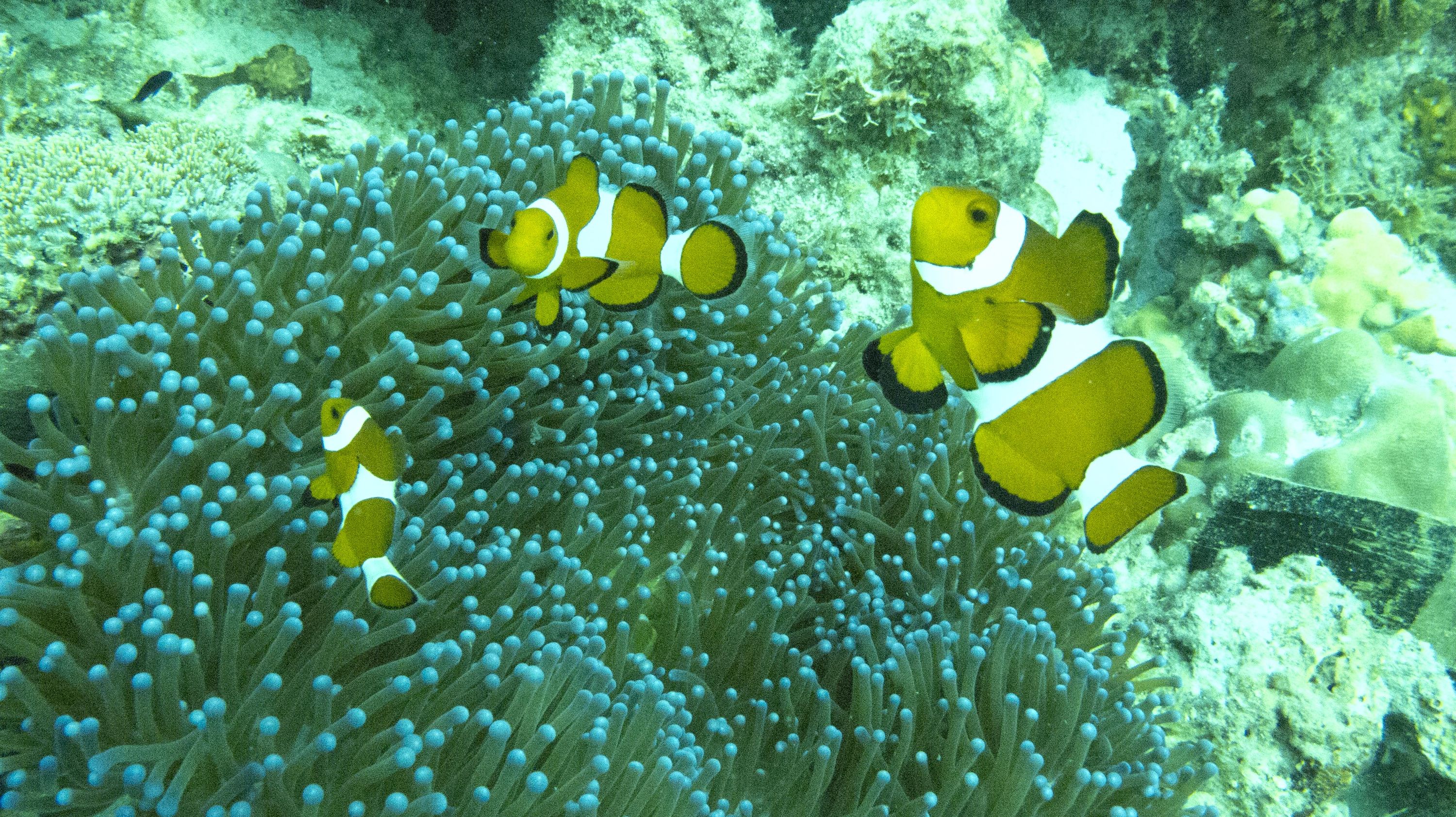 Anemones and Percula Clowns