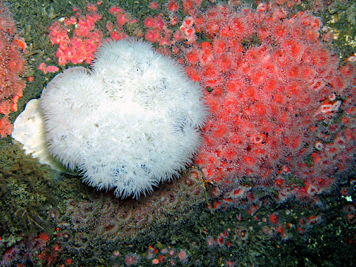 Anemones