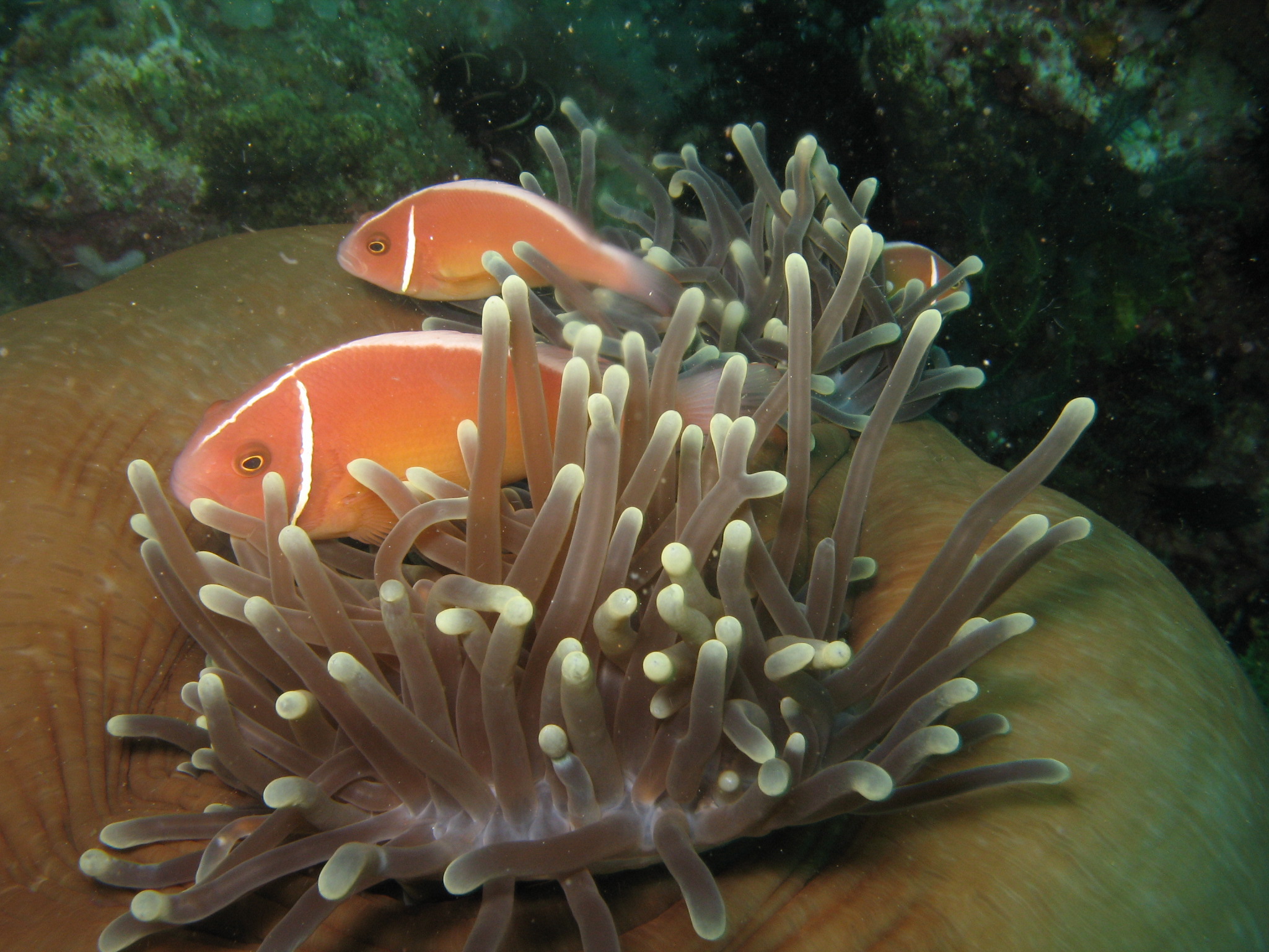 Anemonie Clownfish