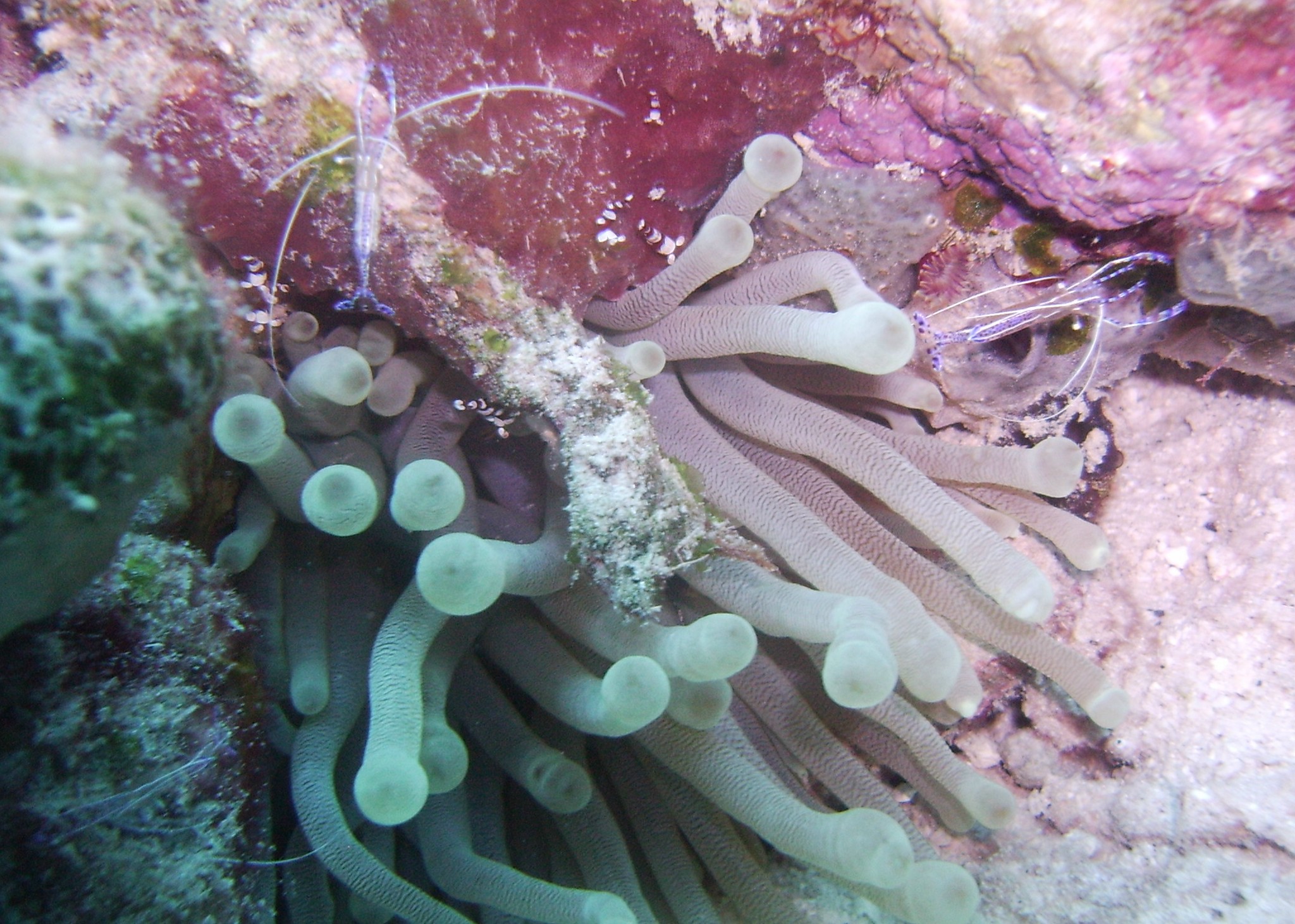 Anenome and shrimp