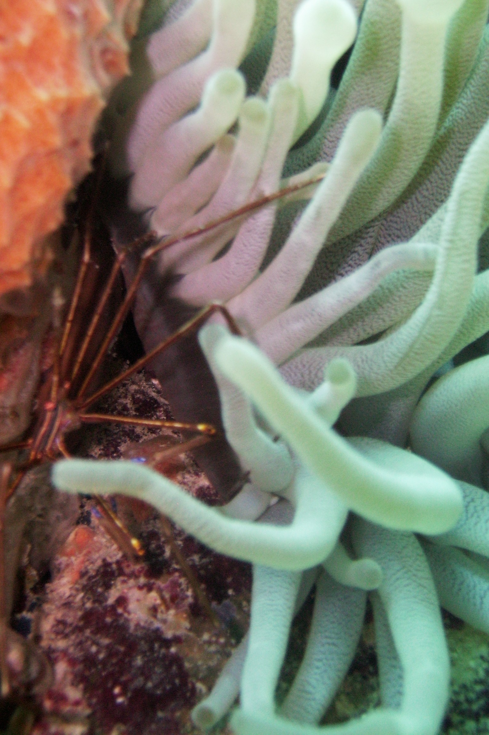 Anenome and small shrimp