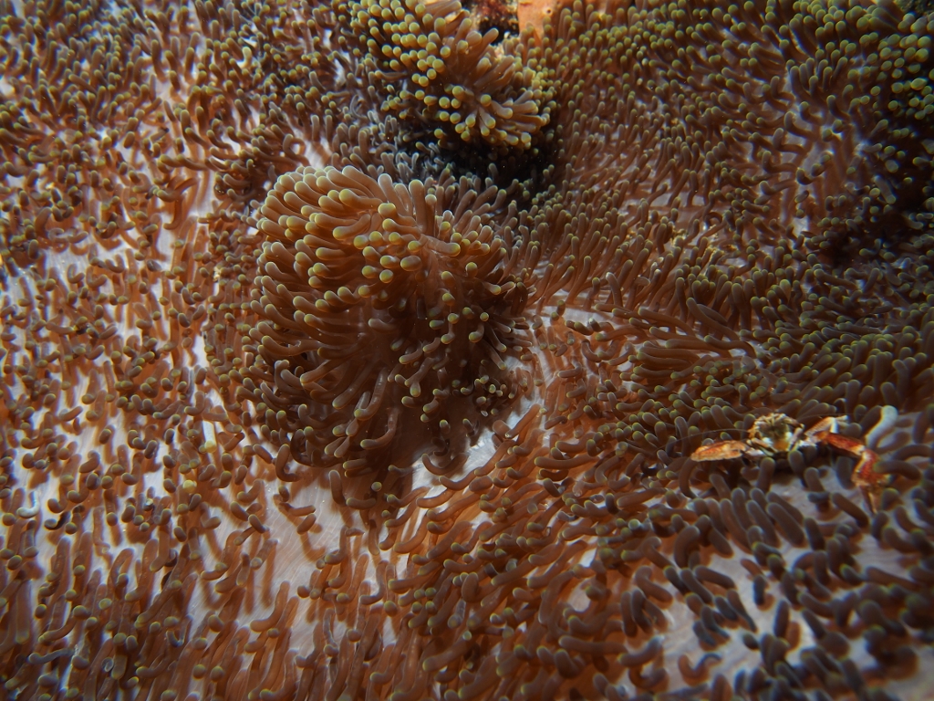 Anenome Crab