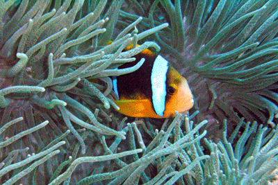 Anenome Fish inside an Anenome