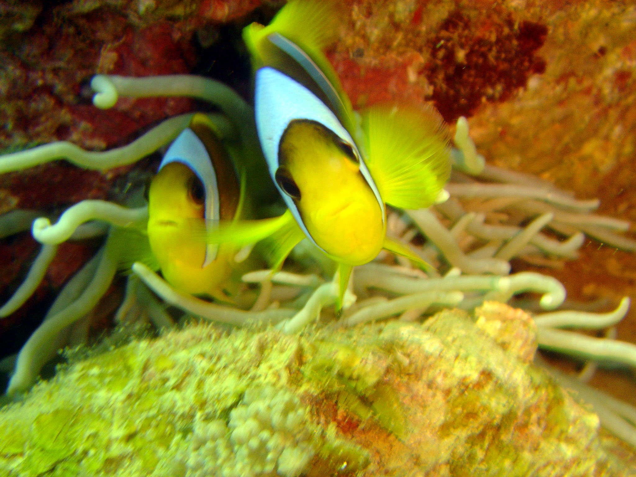 Anenome Fish - Nuweiba