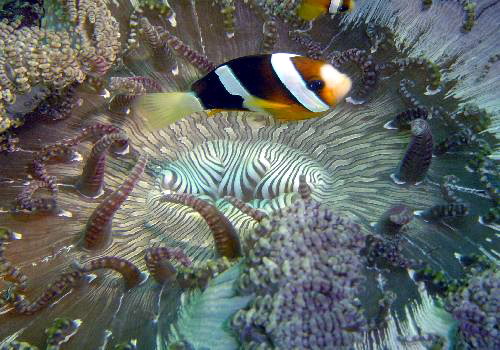 Anenome Fish