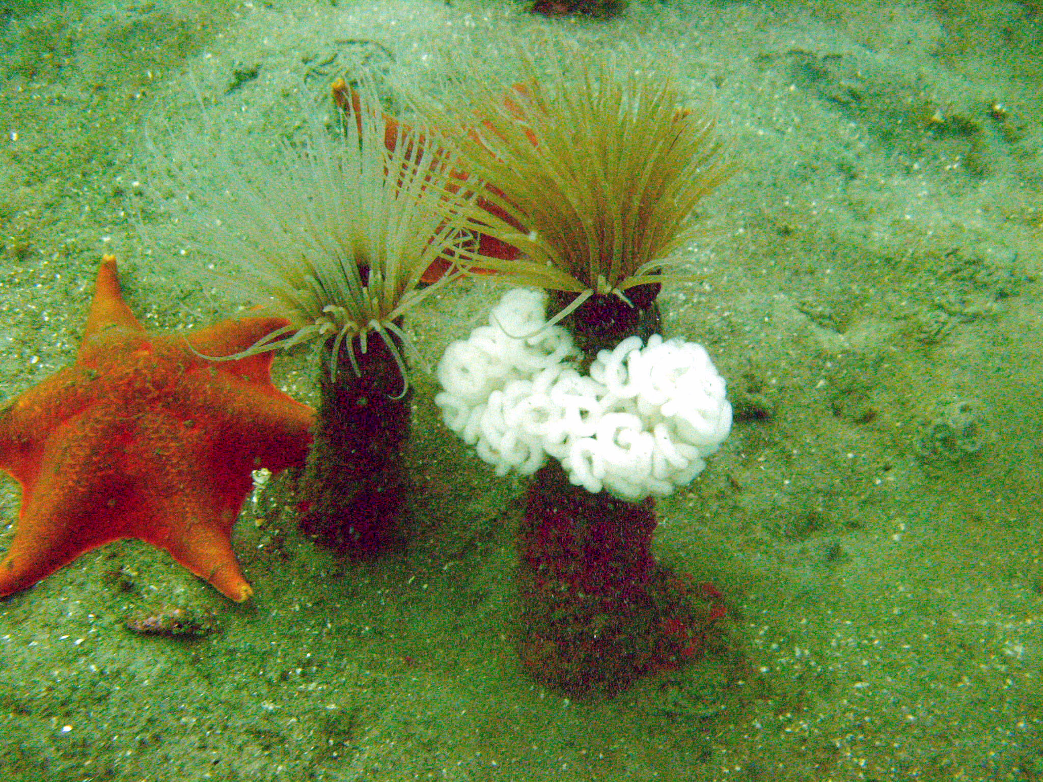 Anenome with Bat Star and Eggs of .....