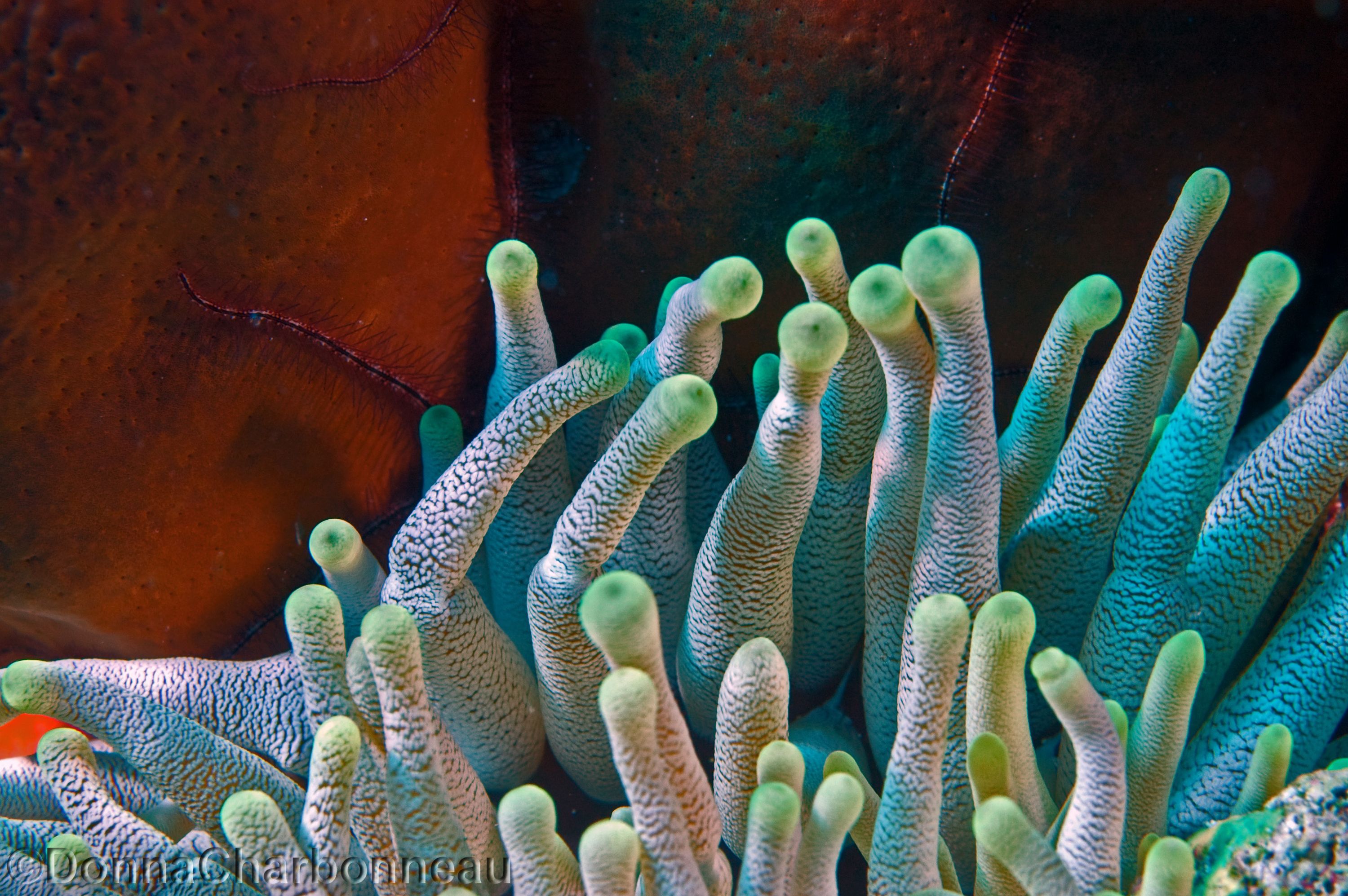 Anenome with Sponge and Brittle Star background