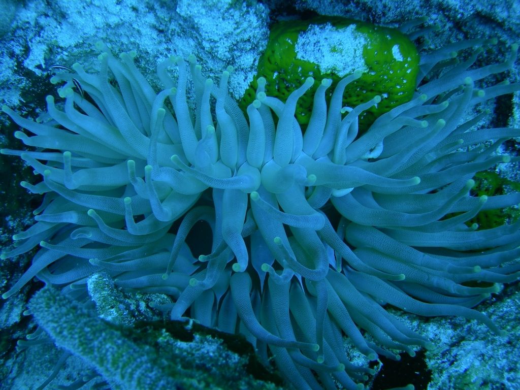 Anenome2