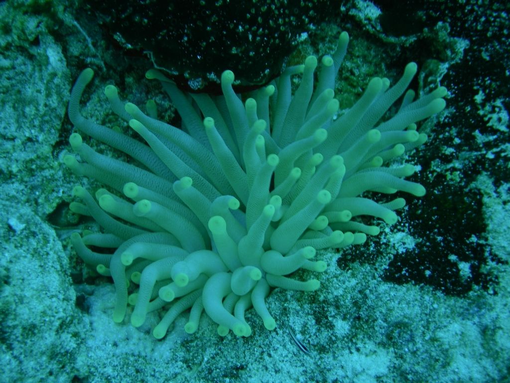 Anenome3