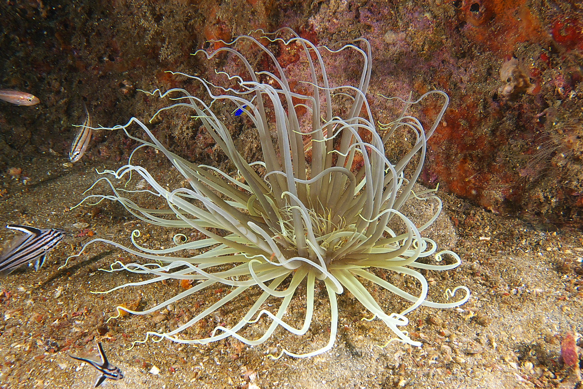 anenome_2011_06_40