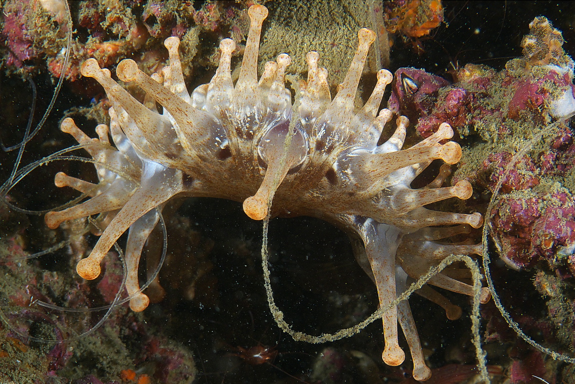 anenome_2011_06_70