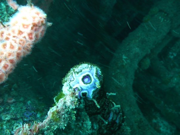 Anenomes on HMNZS Waikato