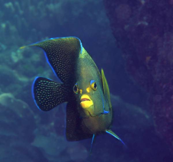 ANGEL FISH