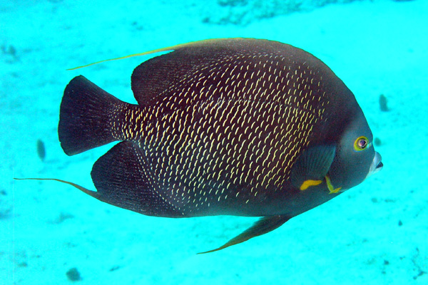 Angel fish