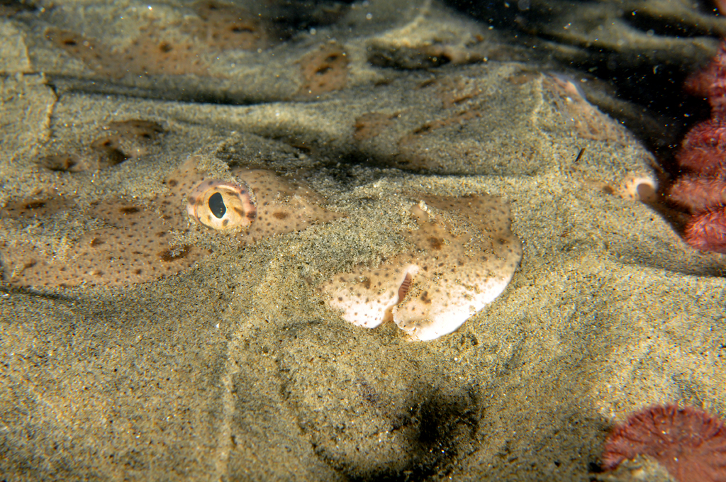 Angel Shark Face Close up