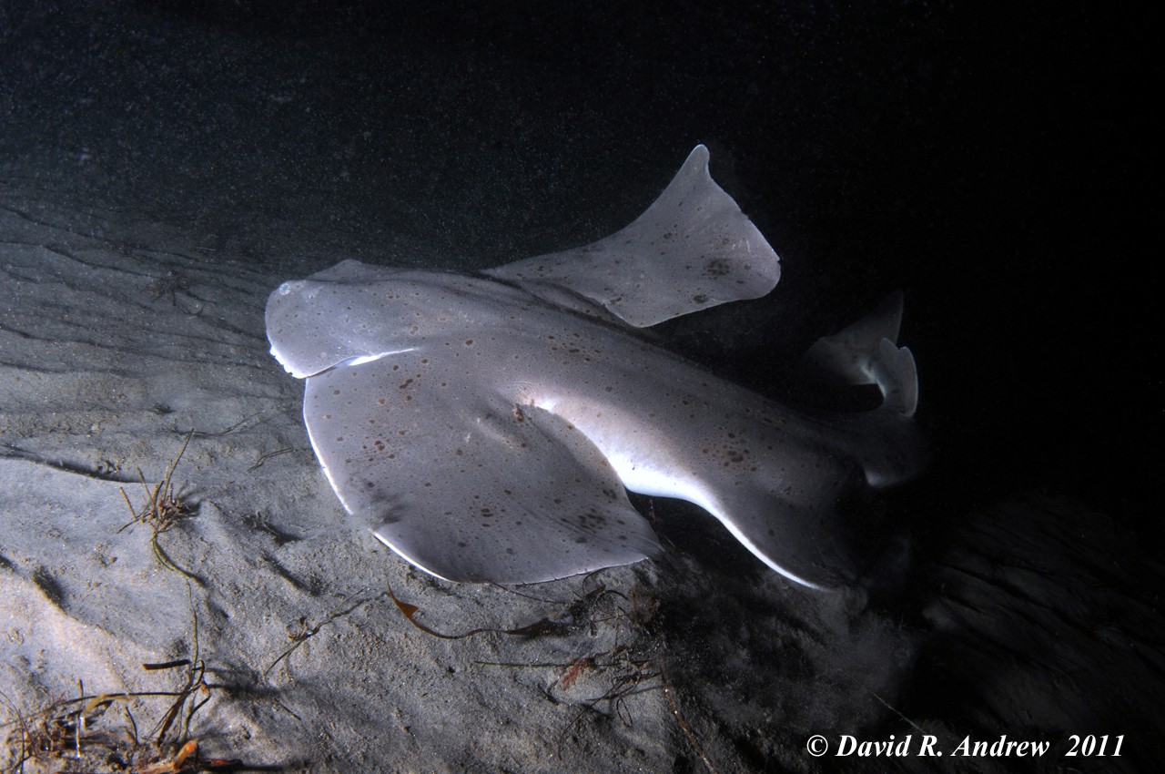 Angel Shark