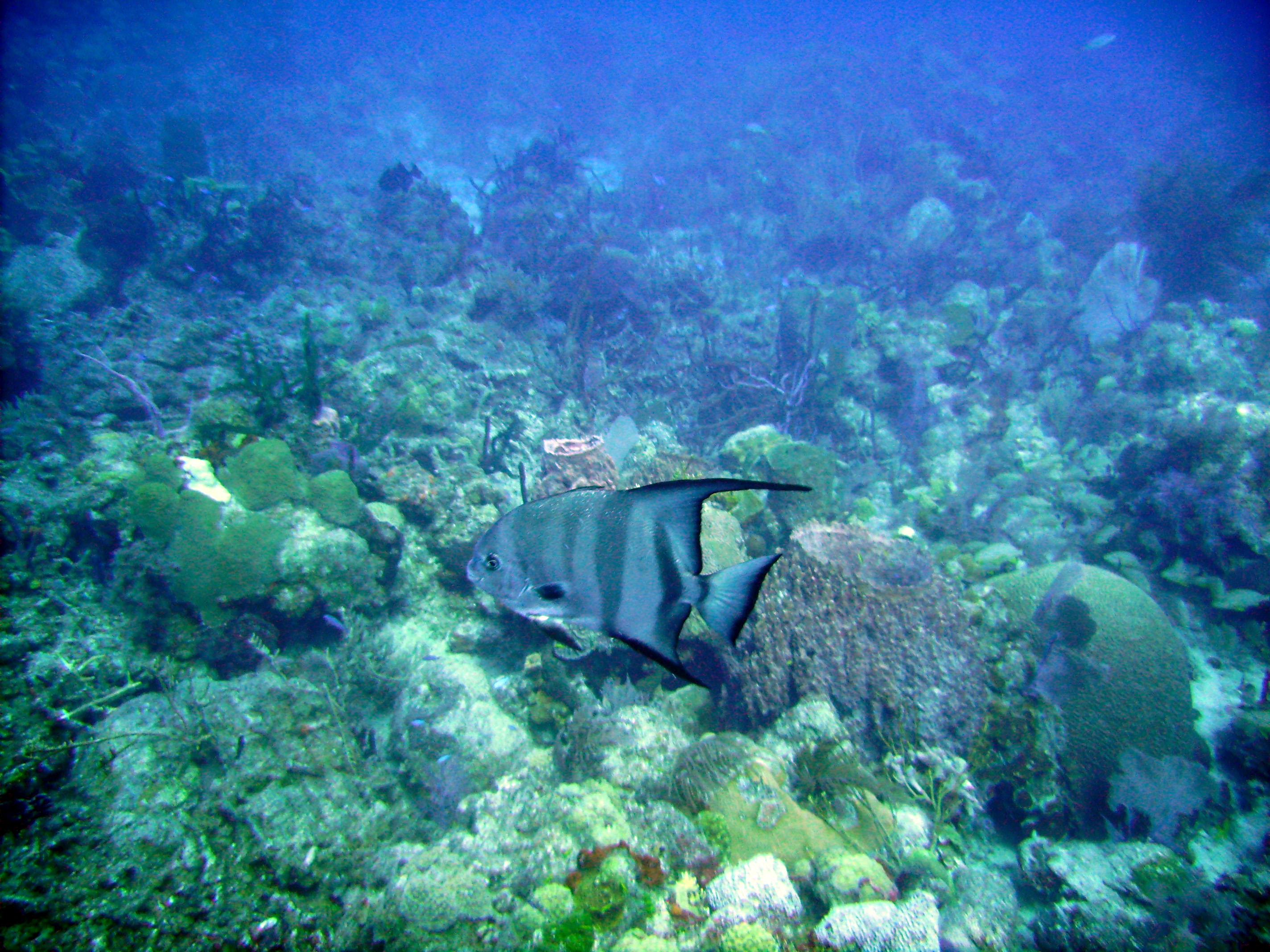 Angel_Fish_Medio_Reef_2008