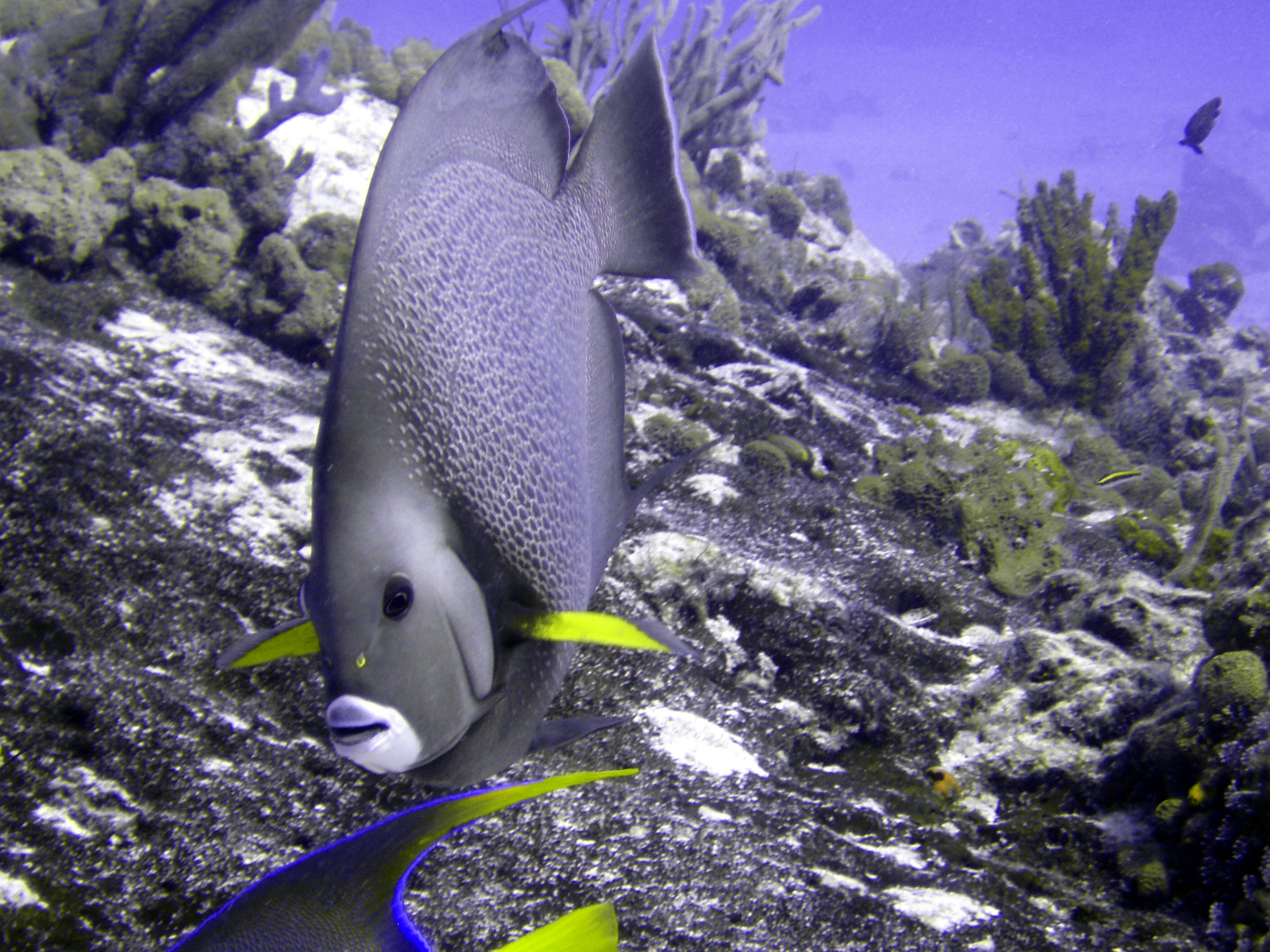 Angelfish 2 - Cozumel