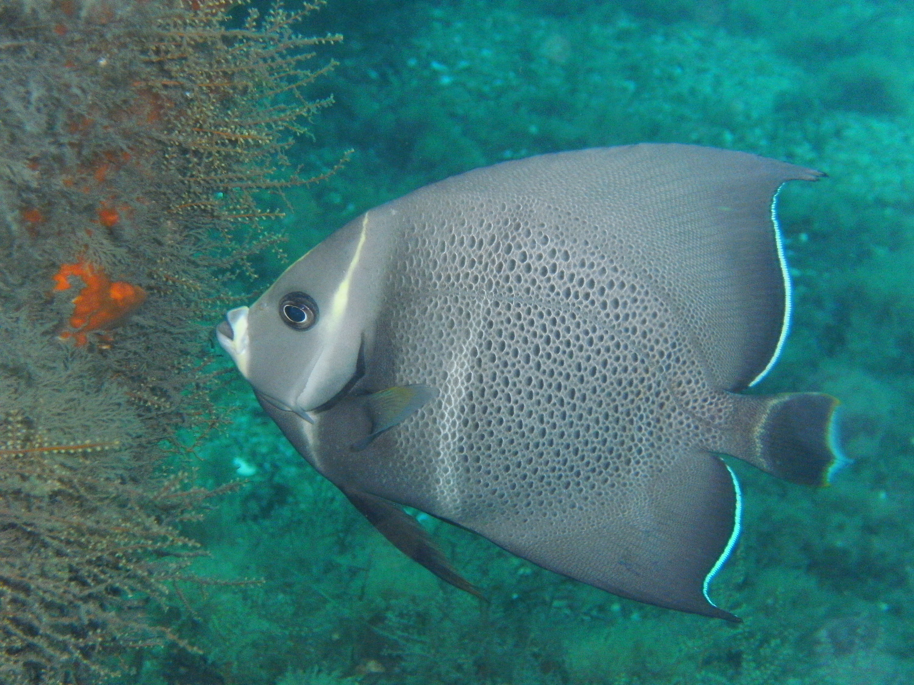 angelfish at bhb dec 2009