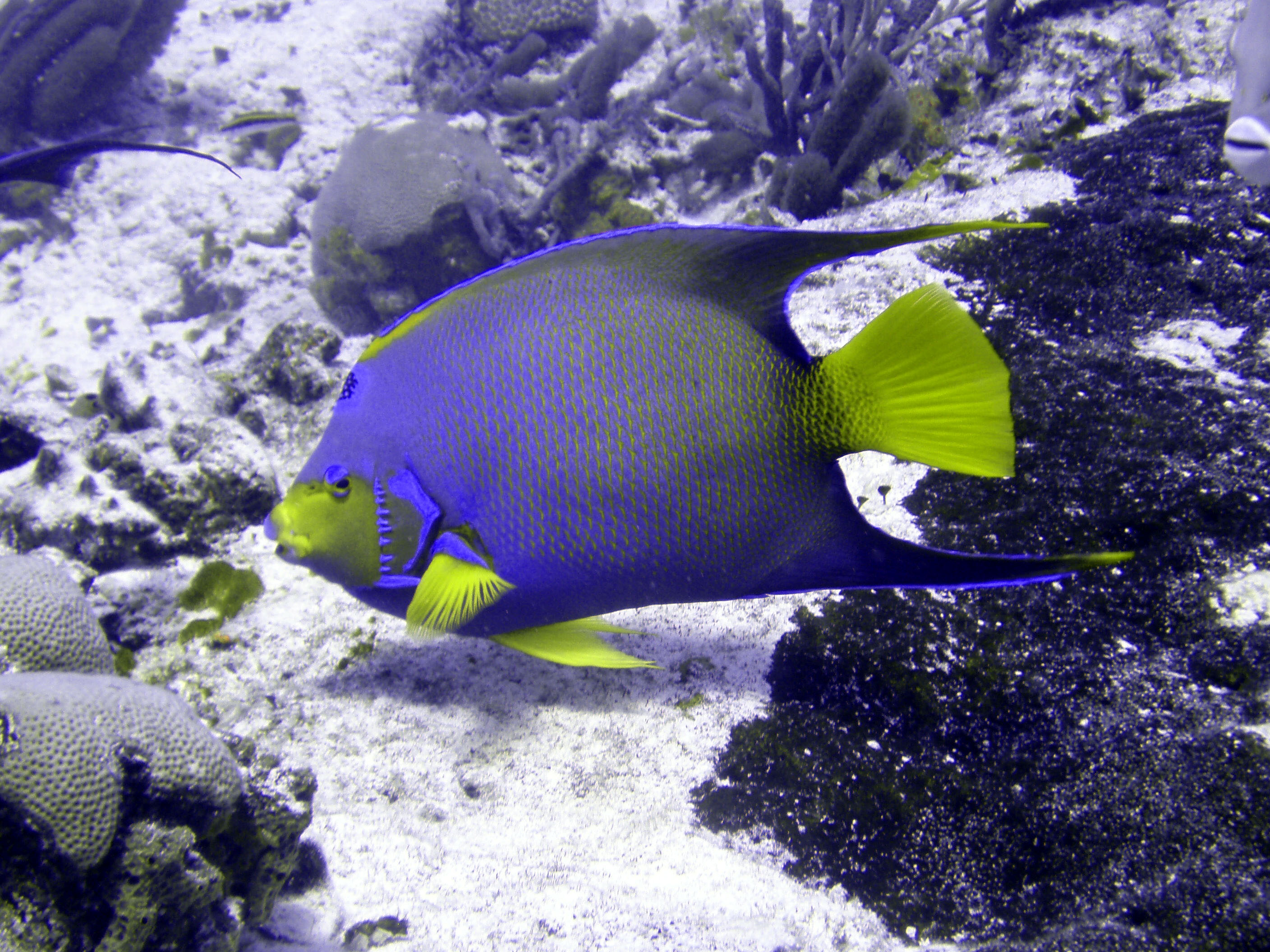 Angelfish - Cozumel