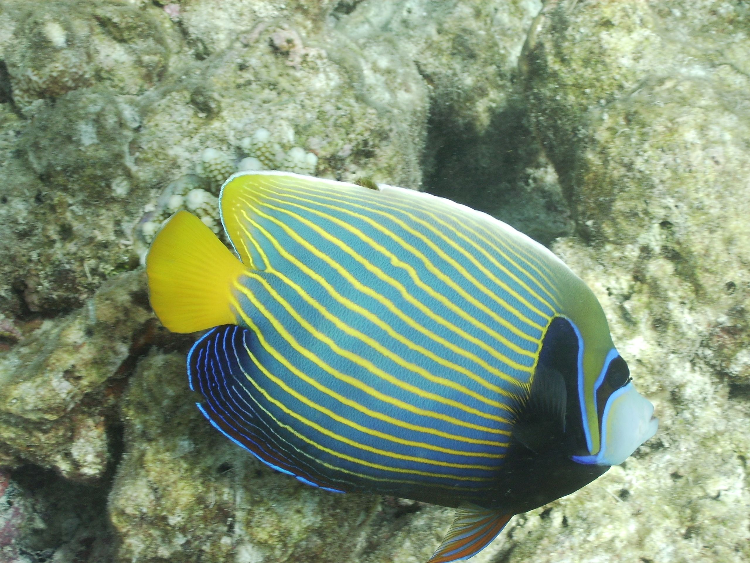 Angelfish