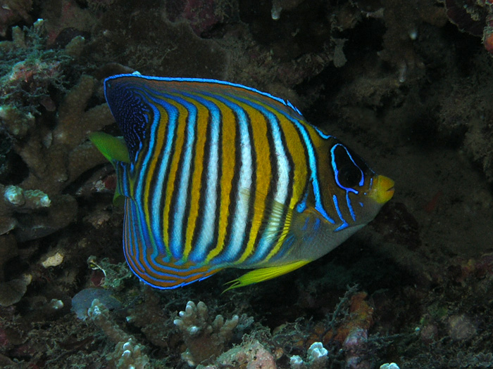 Angelfish