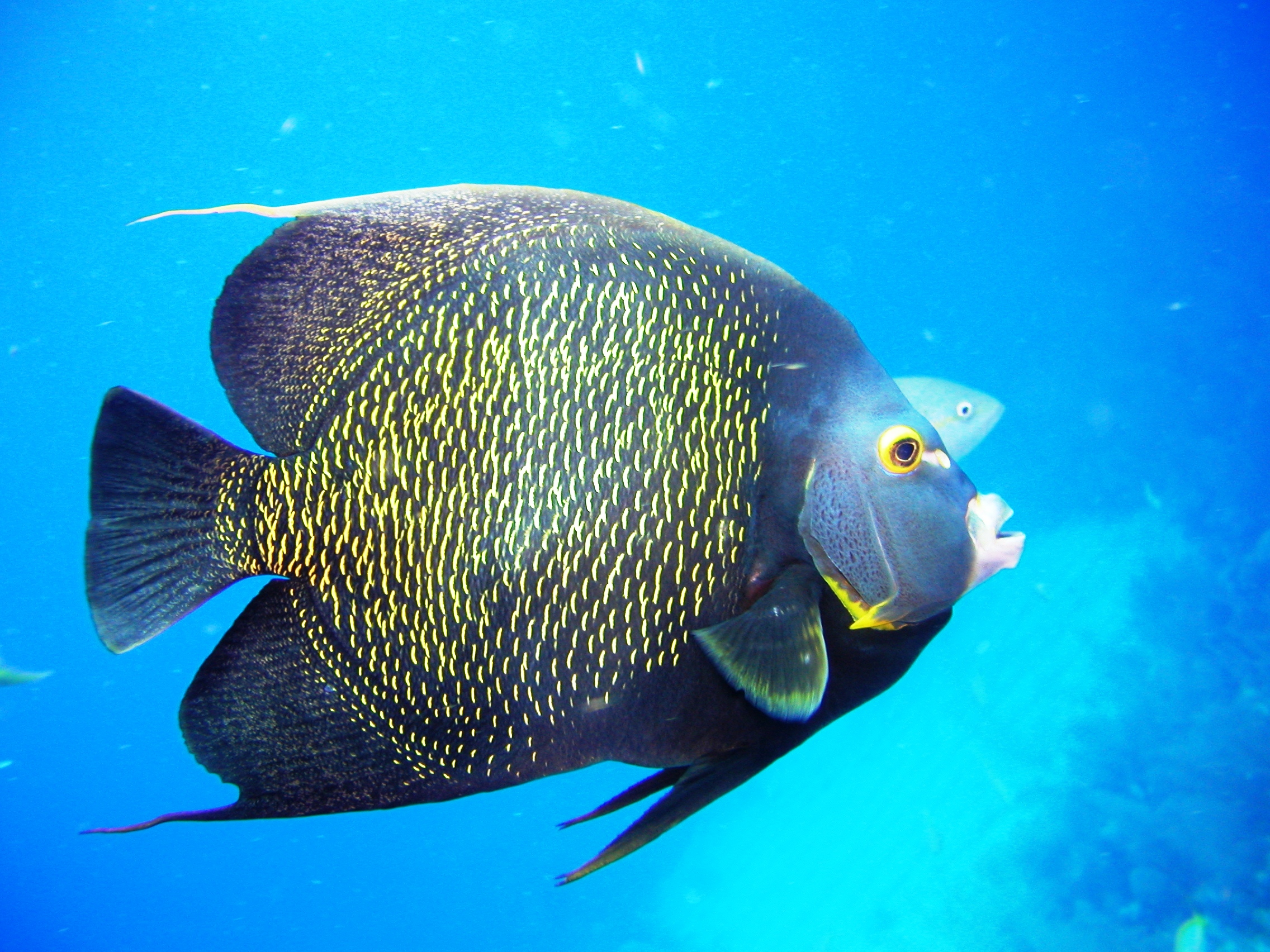 Angelfish