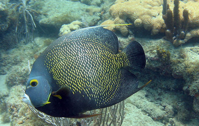 Angelfish