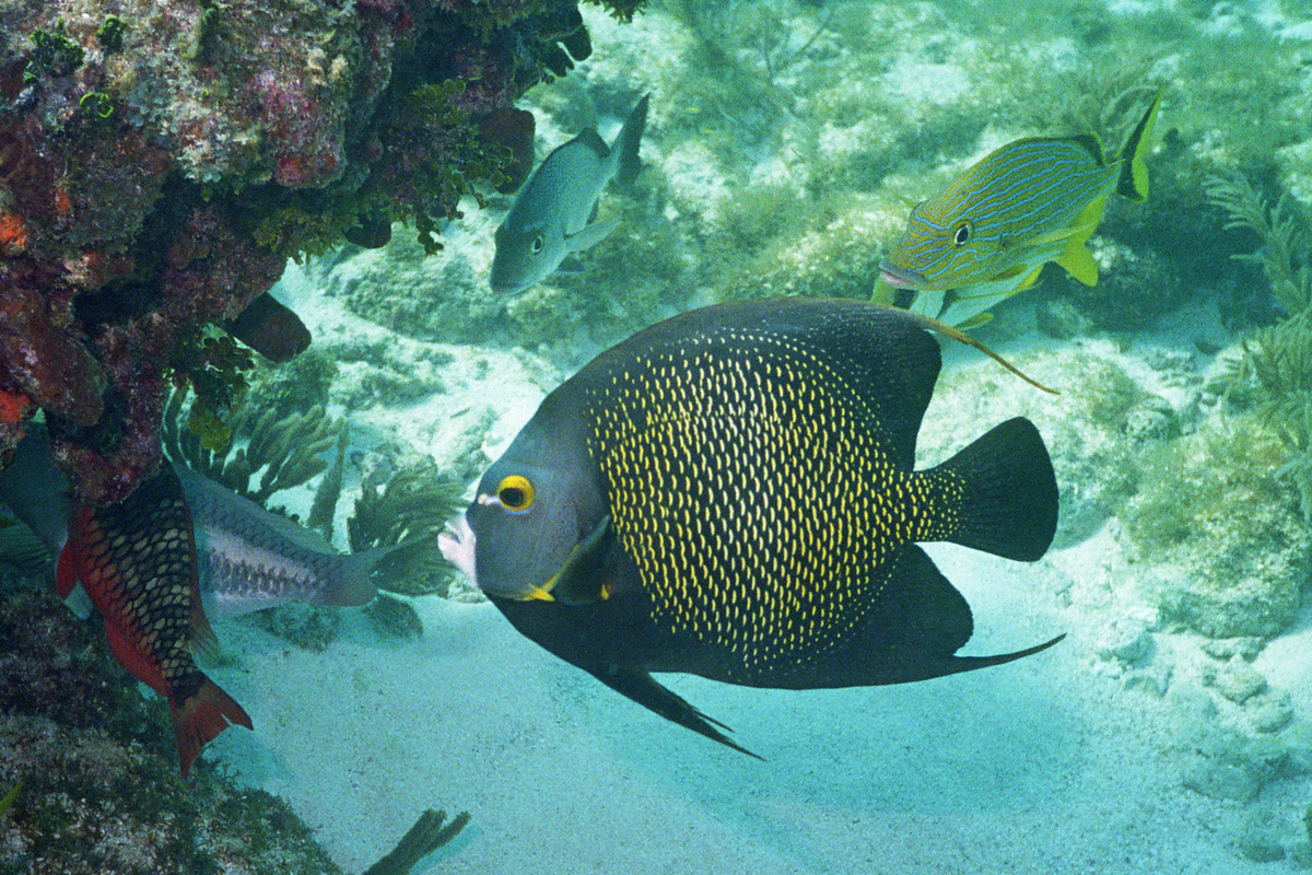 Angelfish