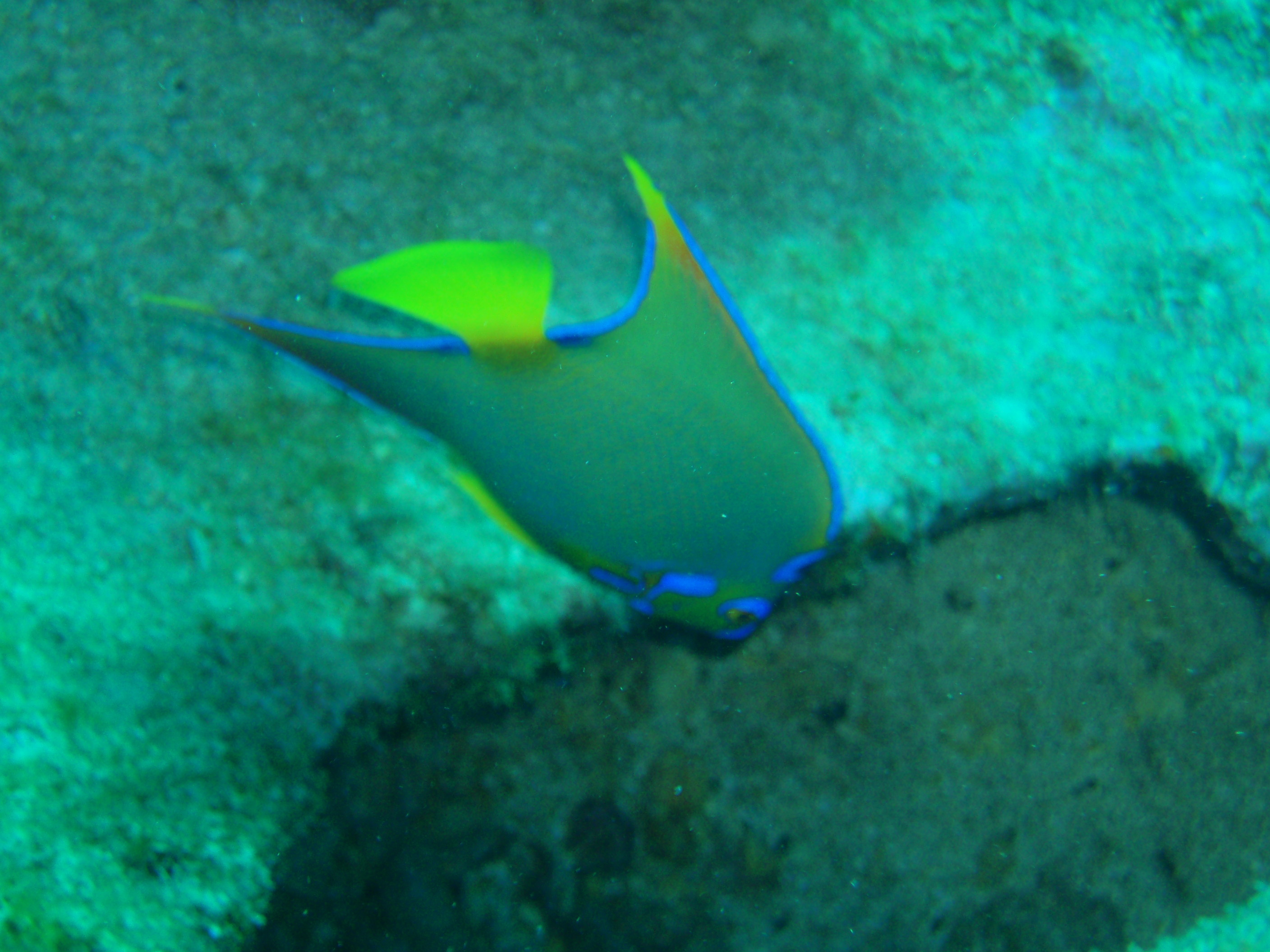 angelfish