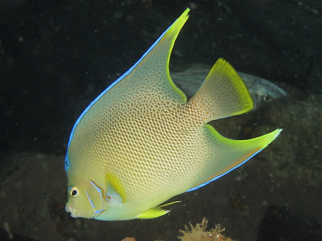 angelfish800