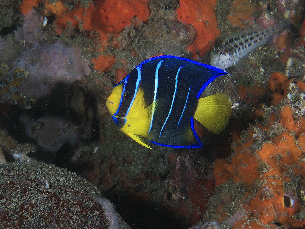 angelfish_2011_06_23