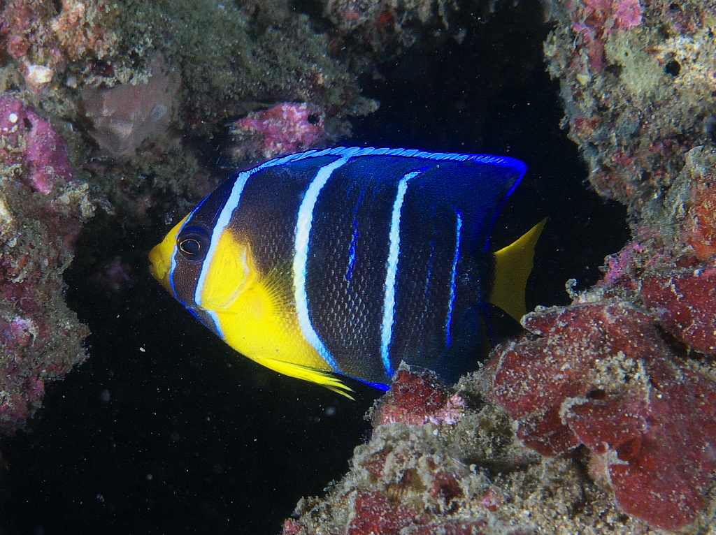 Angelfish_2011_07_01