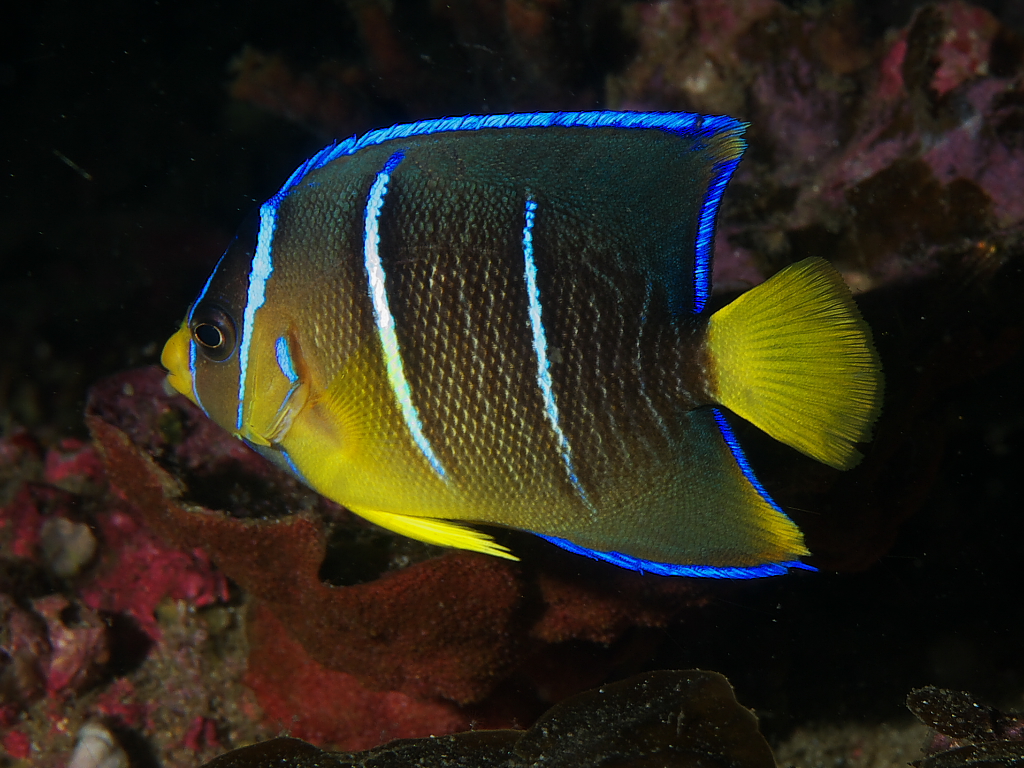 angelfish_2011_07_31_02