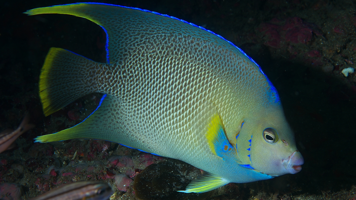 angelfish_2011_07_31_03