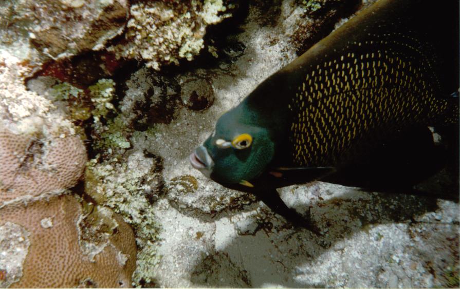 ANGELFISH_Cozumel