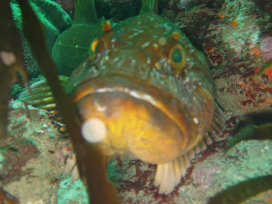 angry looking lingcod