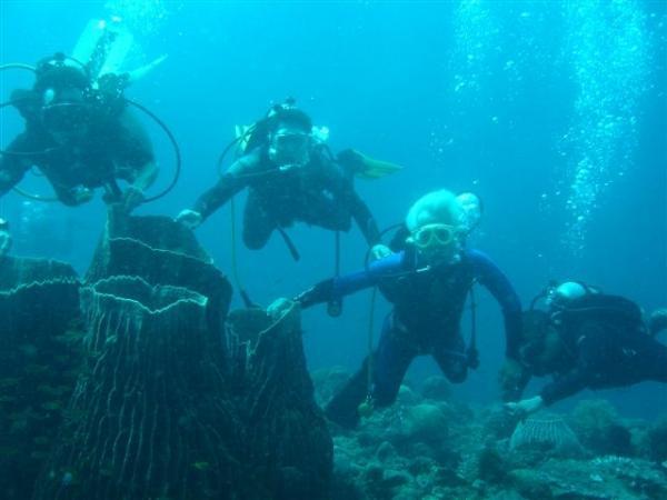 anilao diving