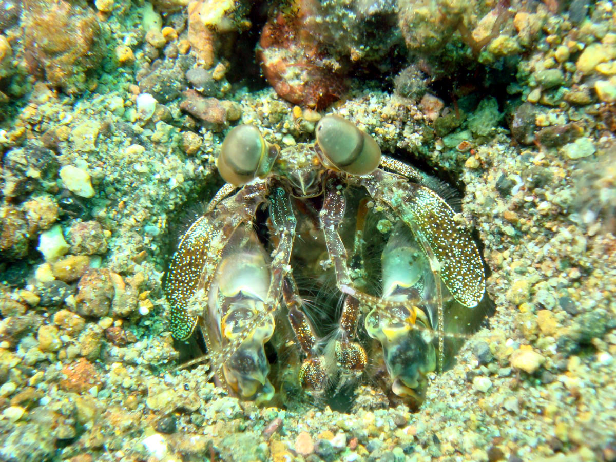 Anilao Mantis Shrimp