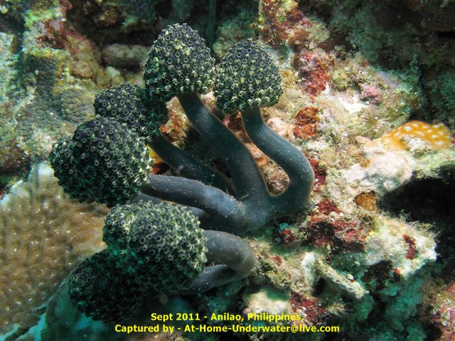 Anilao Sep 2011