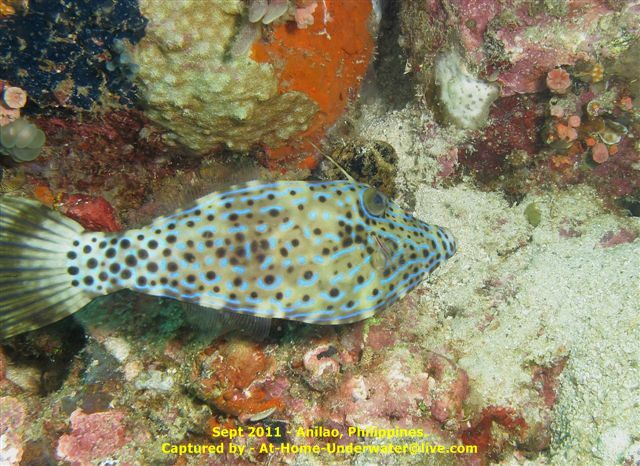 Anilao Sep 2011